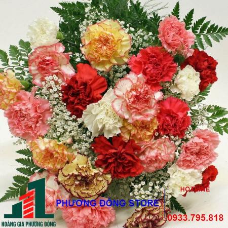 Hạt giống hoa cẩm chướng đơn Mix PN-07